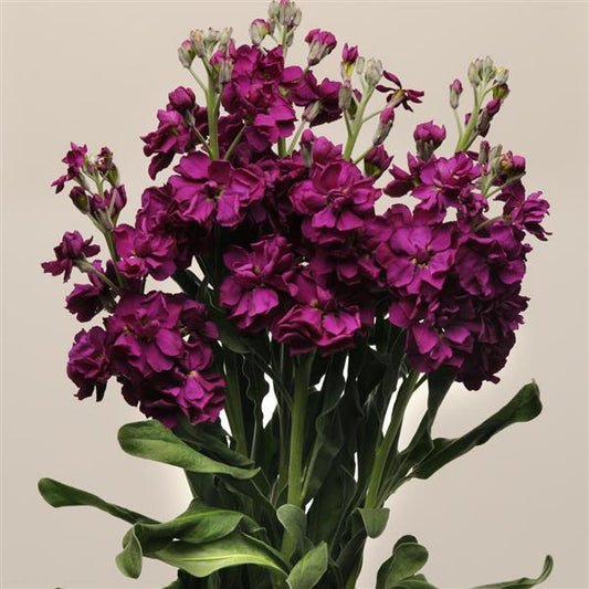 Lefkoja 'KATZ Purple'