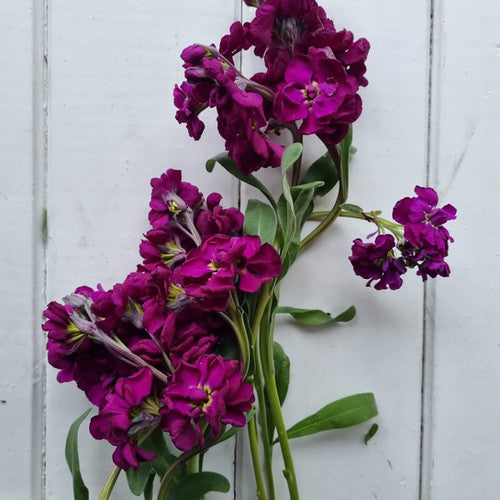 Lefkoja 'KATZ Purple'