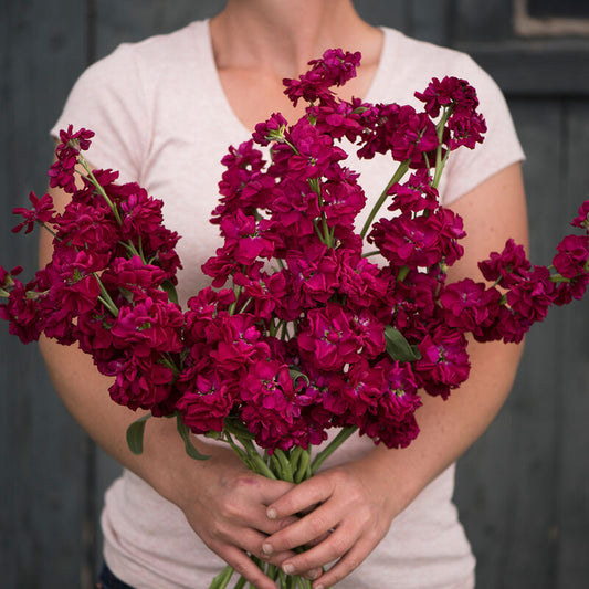 Lefkoja 'KATZ Ruby'