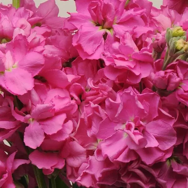 Lefkoja 'KATZ Bright Rose'