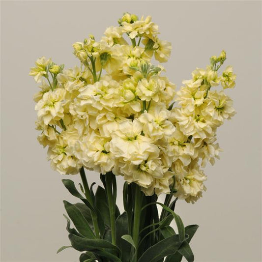 Lefkoja 'KATZ Yellow'