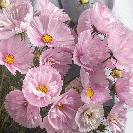 Kosmeja 'Cupcakes Blush'