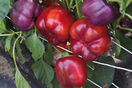 Paprika 'Loran'