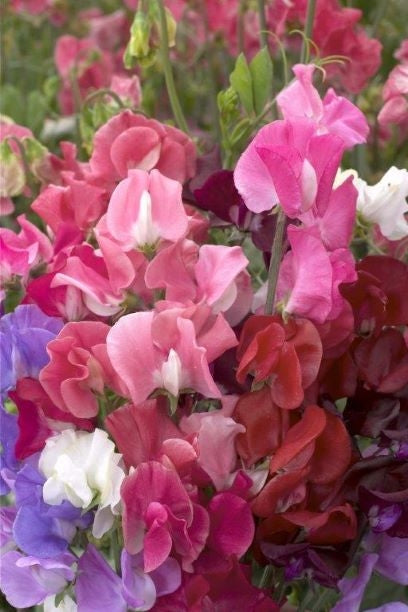 Puķuzirņi  Elegance Mix grieztiem ziediem