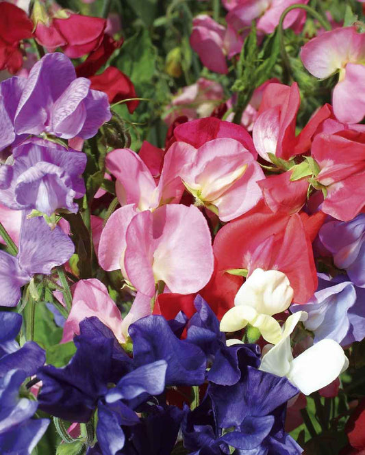 Puķuzirņi 'Mamooth Formula Mixture