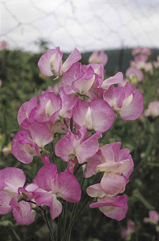 Puķuzirņi 'Mamooth Rose Pink'