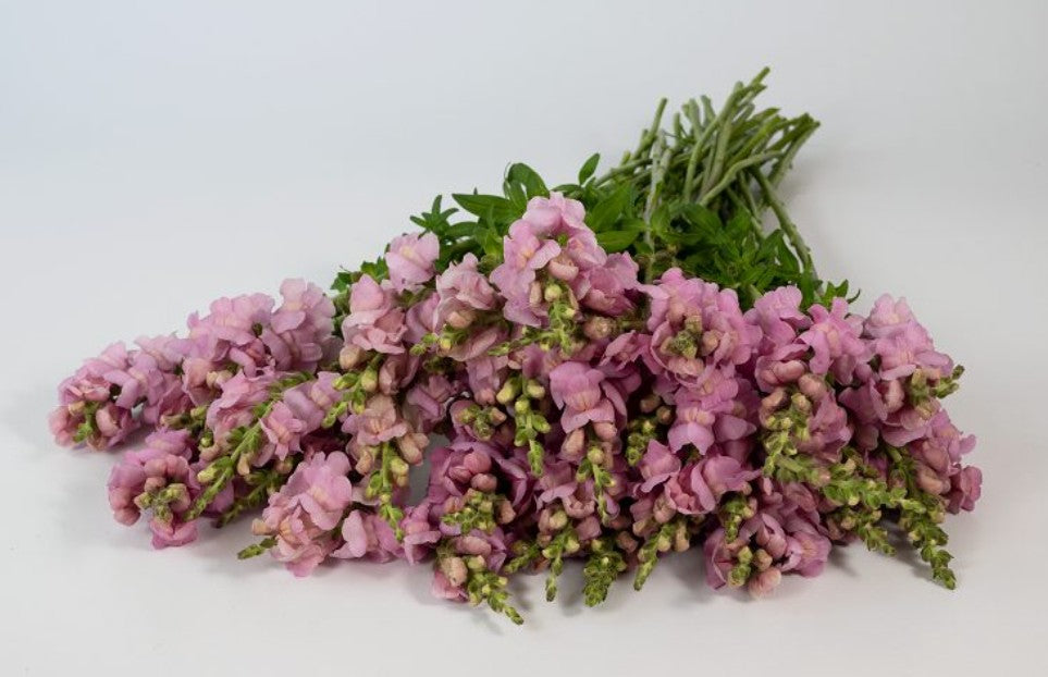 Lauvmutīte 'Opus III Lavander'
