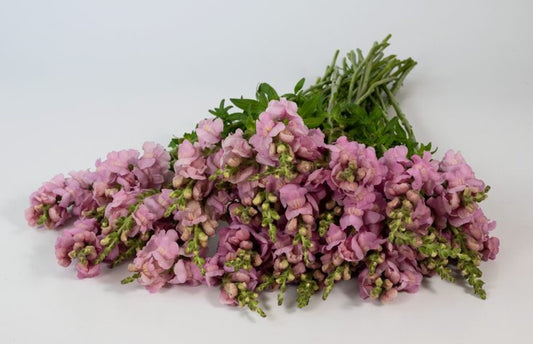 Lauvmutīte 'Opus III Lavander'