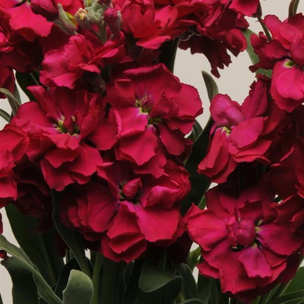 Lefkoja 'KATZ Ruby'