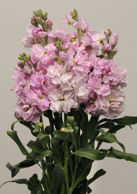 Lefkoja 'KATZ Cherry Blossom'