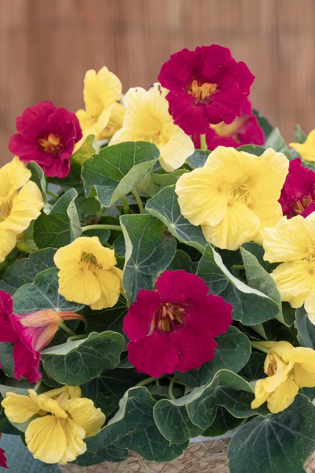 Krese 'Baby Lemon & Raspberry'