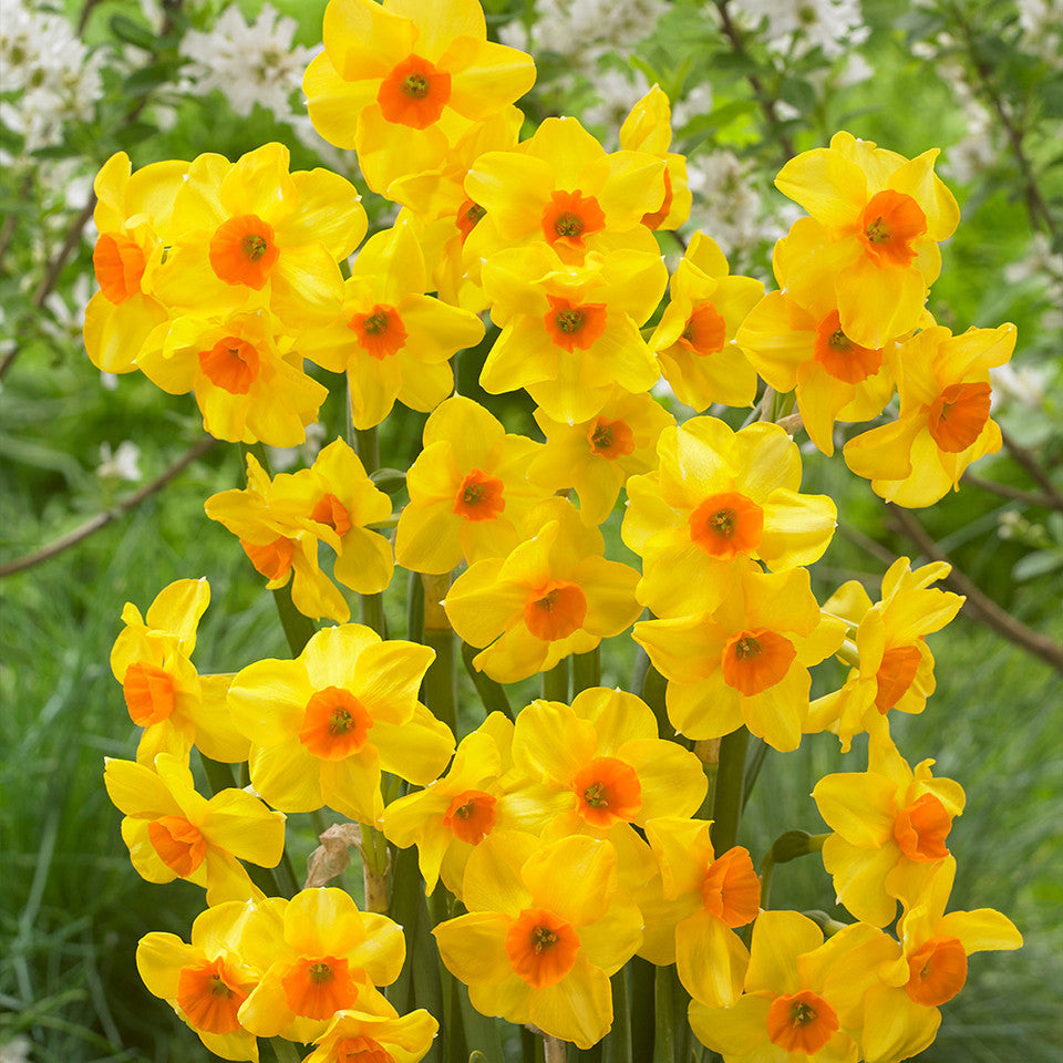 Narcises 'Martinette'