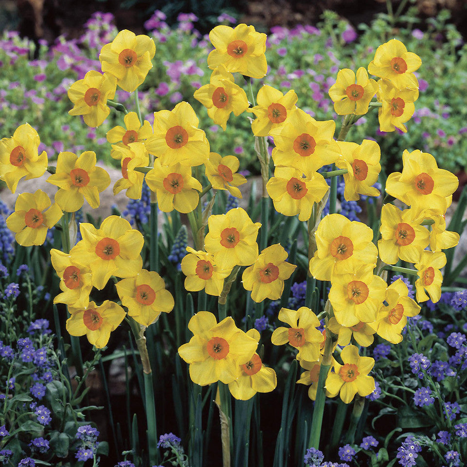 Narcises 'Martinette'