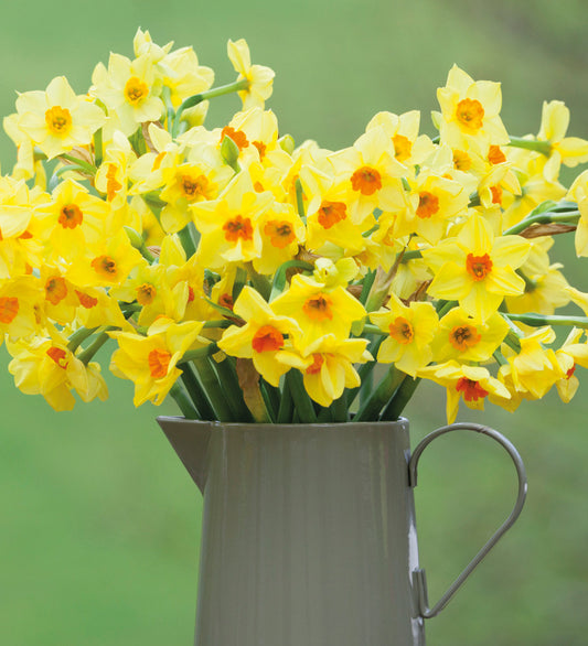 Narcises 'Martinette'