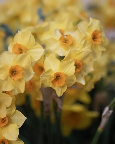 Narcises 'Martinette'