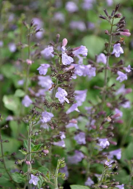 Kaķumētra Marvelette Blue (Nepeta)