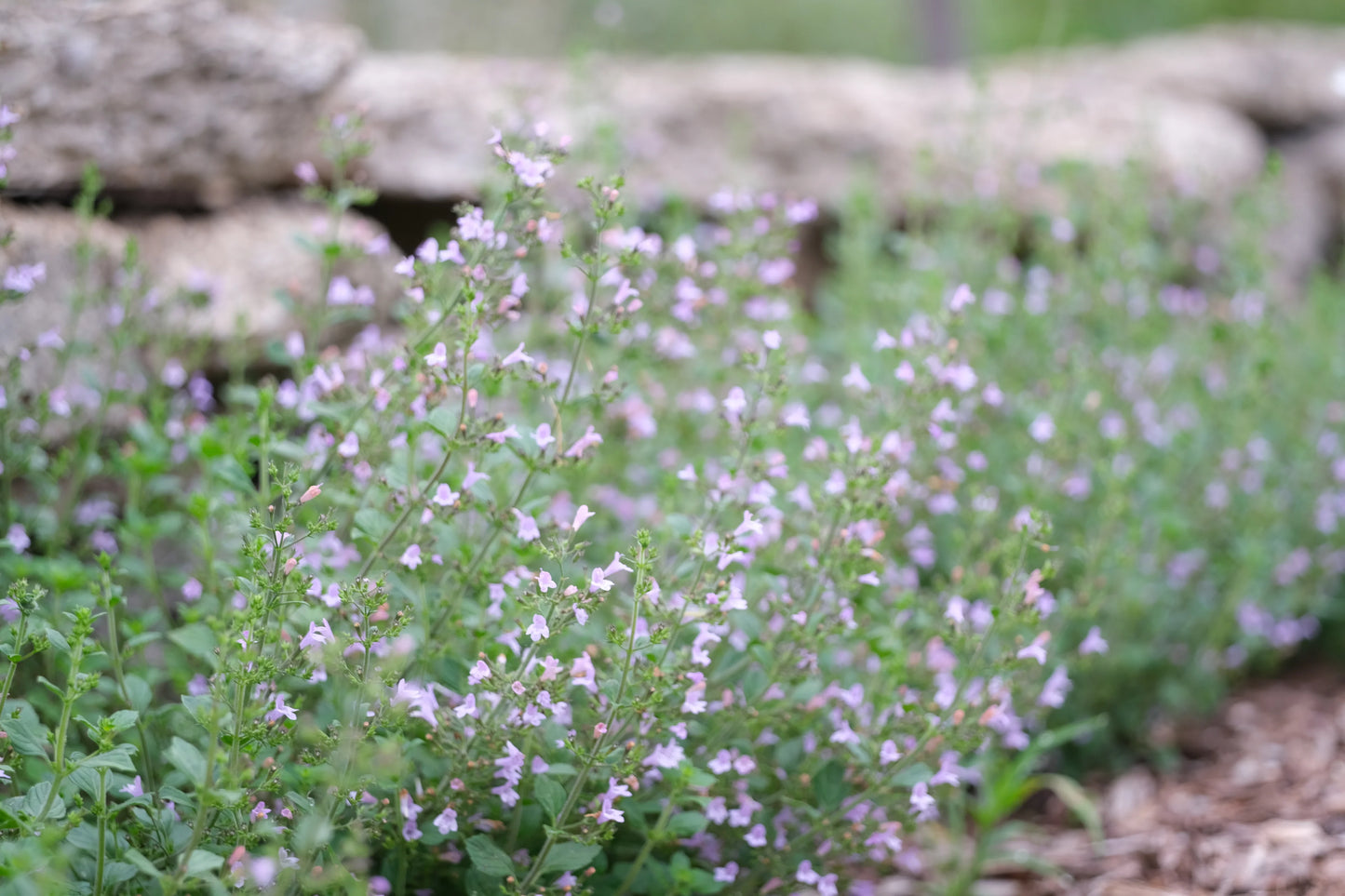 Kaķumētra Marvelette Blue (Nepeta)
