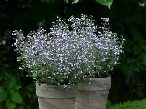 Kaķumētra Marvelette Blue (Nepeta)