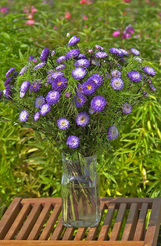 Asteres 'Matsumoto Blue  Tipped White'