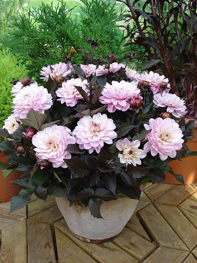 Dālija 'Melody Harmony' R