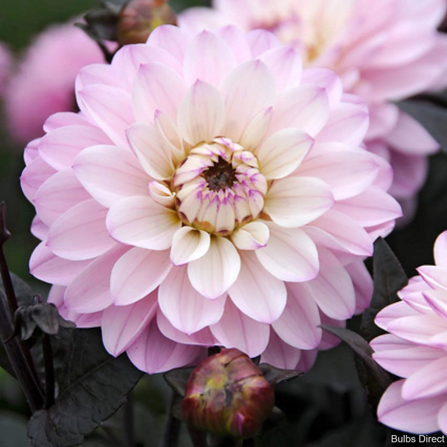 Dālija 'Melody Harmony' R