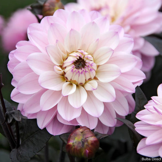 Dālija 'Melody Harmony' R