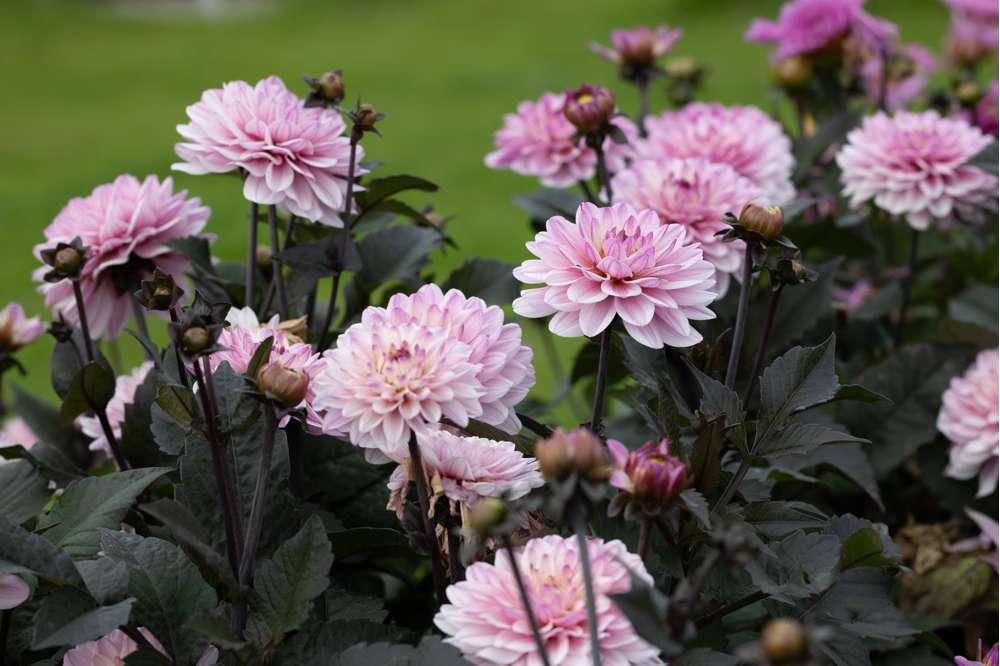 Dālija 'Melody Harmony' R