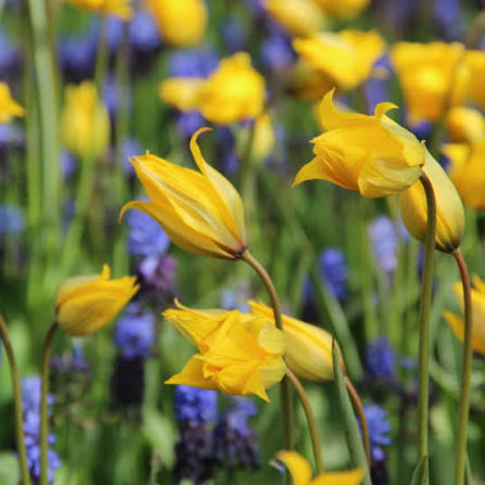 Meža tulpes - JAUNUMS