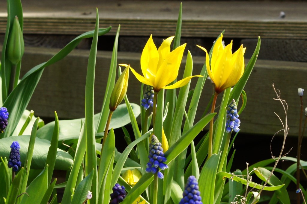 Meža tulpes - JAUNUMS