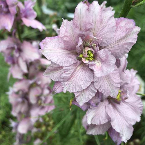 Delfīnija 'Misty Lavender'