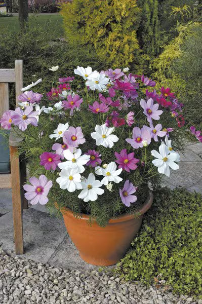 Kosmeja 'Sonata Mixture'