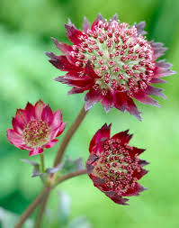 Astrancija 'Moulin Rouge'