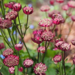 Astrancija 'Moulin Rouge'