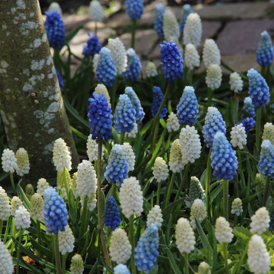 Muskares 'Magic Mix'