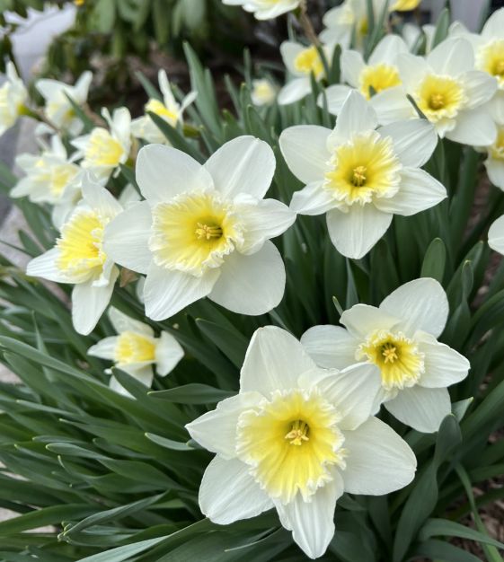 Narcises 'Ice Follies Family mix'
