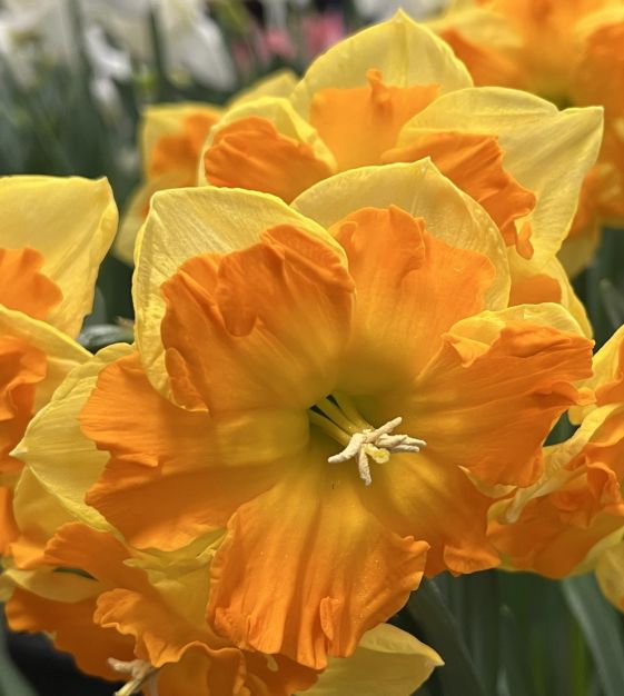 Narcises 'Outright Orange'