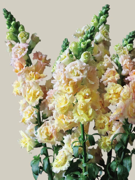 Lauvmutīte 'Snapstar Champagne'