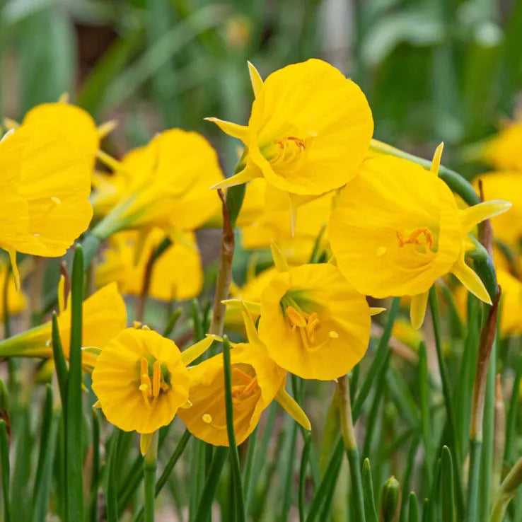 Narcises bulbocodium 'OxfordGold'