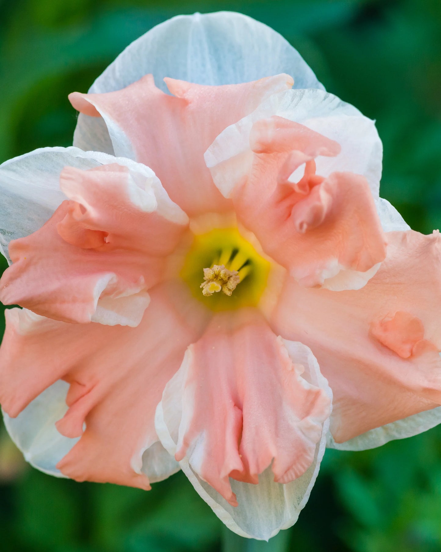 Narcises 'Apricot Whirl'