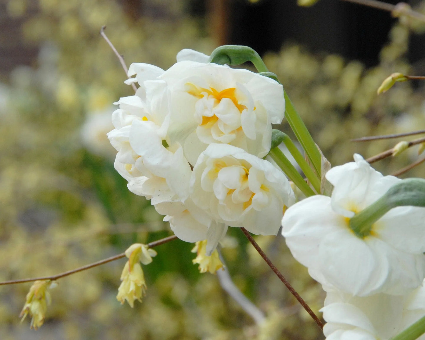 Narcises 'Bridal Crown'
