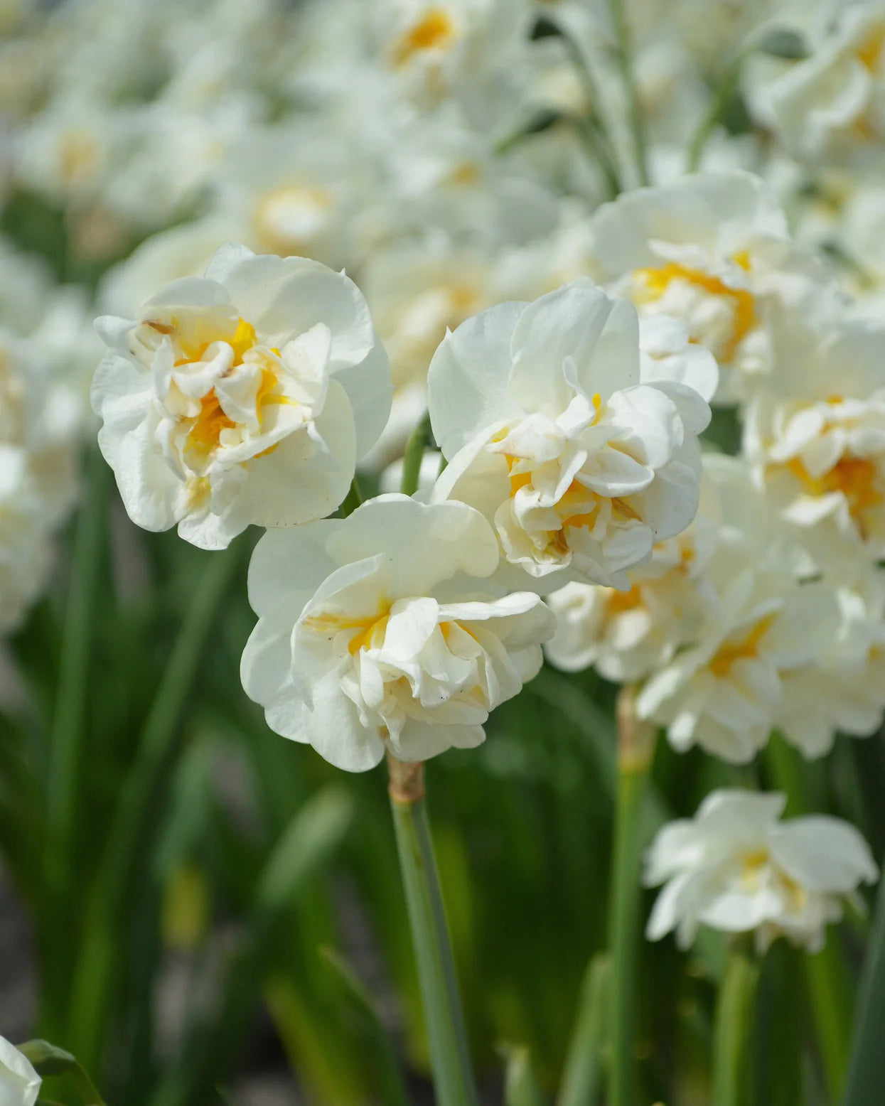 Narcises 'Bridal Crown'