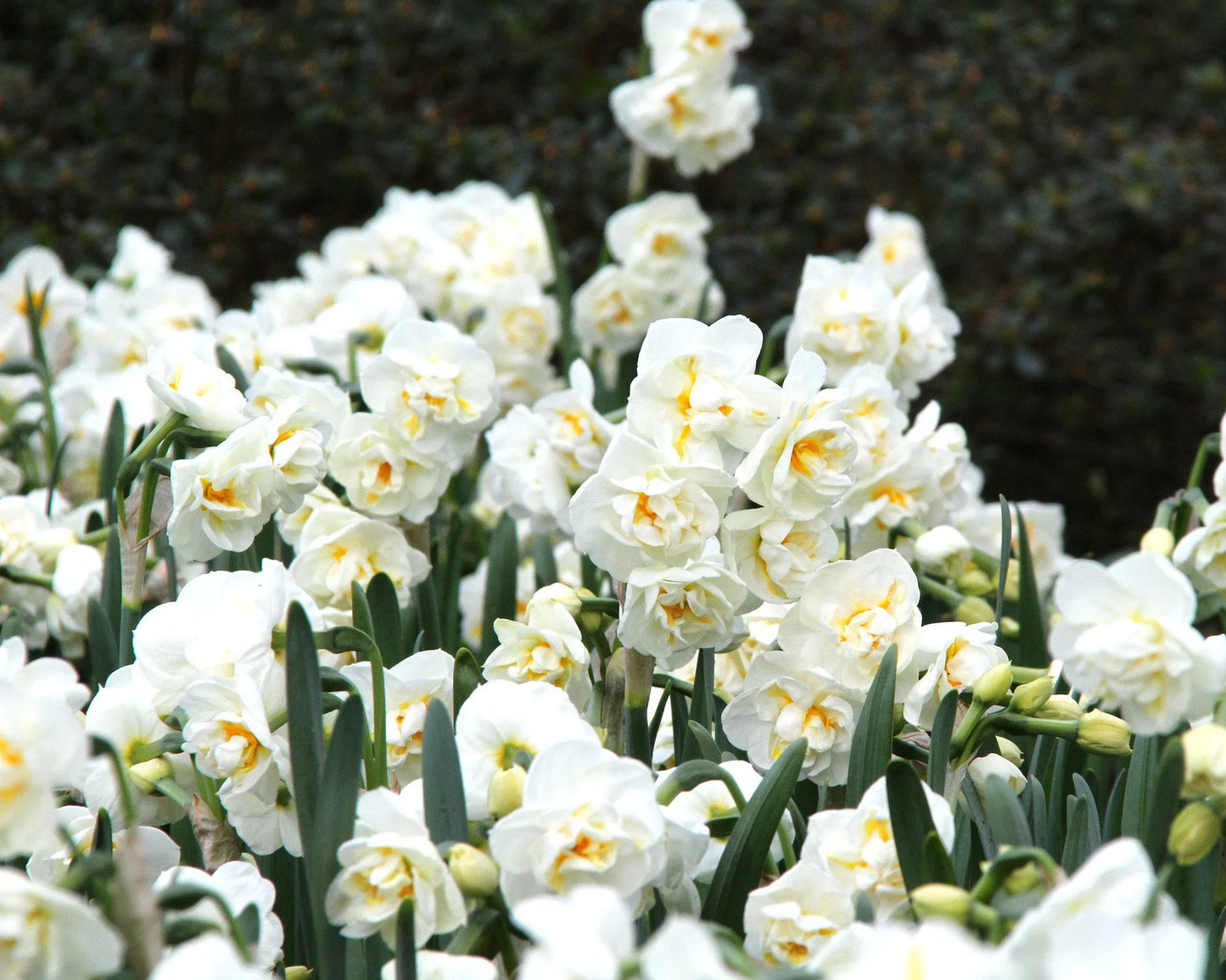 Narcises 'Bridal Crown'