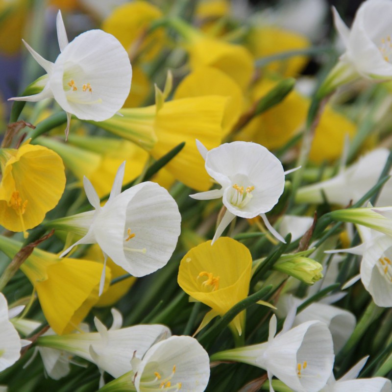 Narcises bulbocodium -mix-
