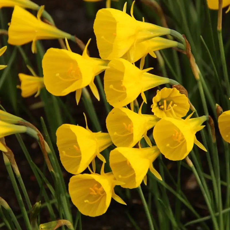 Narcises bulbocodium 'OxfordGold'