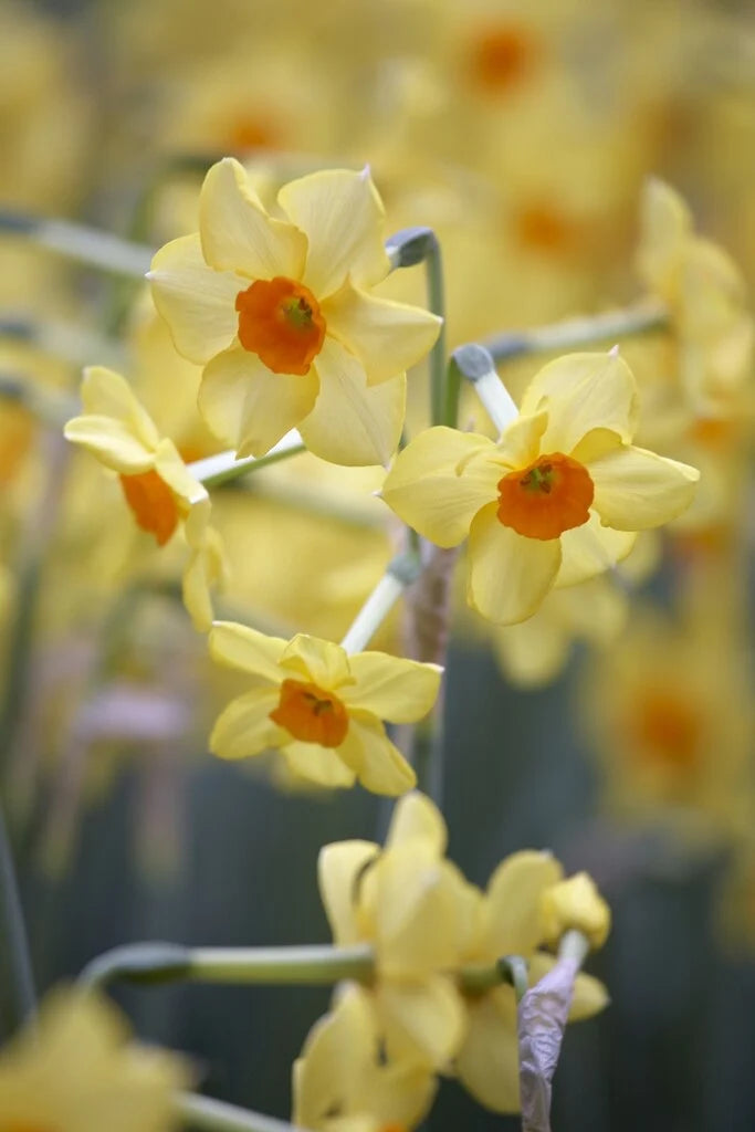 Narcises 'Martinette'