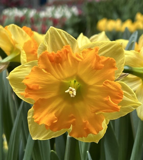 Narcises 'Outright Orange'