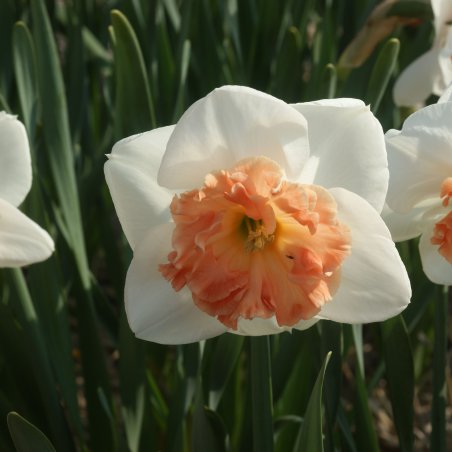 Narcises 'Precocious'