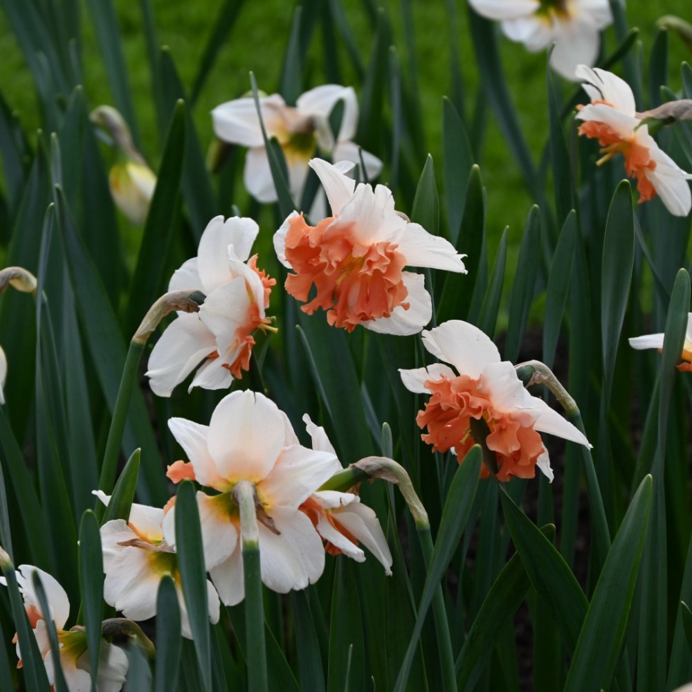 Narcises 'Shrike'