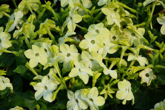 Puķu tabaka 'Saratoga Lime'