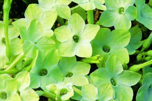 Puķu tabaka 'Saratoga Lime'